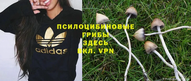 shop формула  Костомукша  Псилоцибиновые грибы Magic Shrooms 